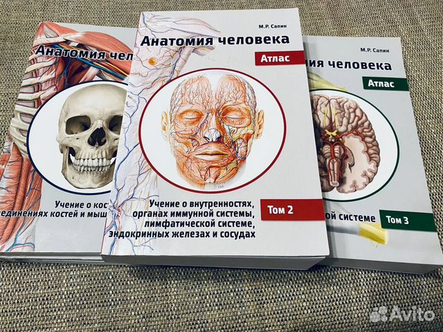 Сапин анатомия 2 том читать. Сапин анатомия. Сапин анатомия 3 том. Сапин анатомия 2.