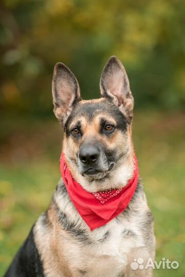 Собака в добрые руки