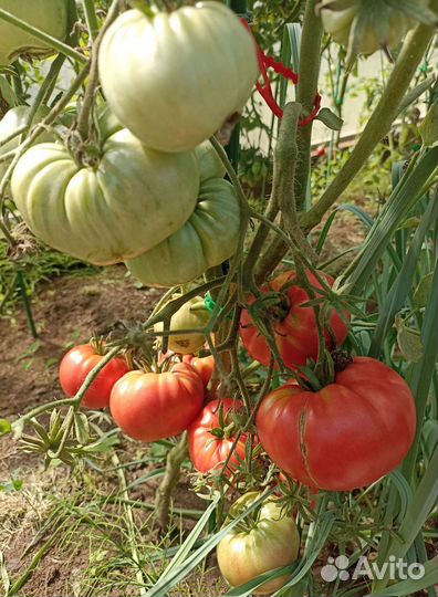 Семена томата, перца, редиски, огурца, дыни