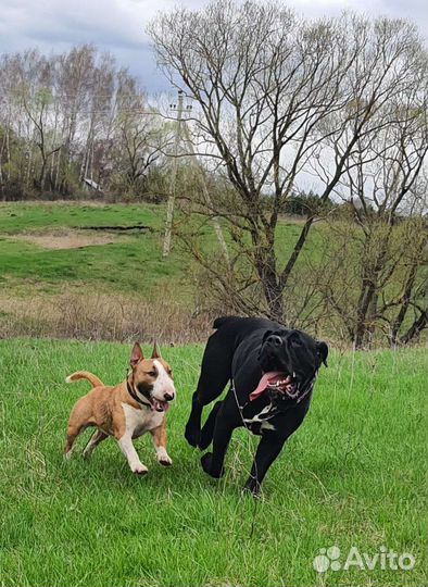 Дрессировка собак