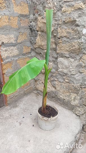 Банановая пальма