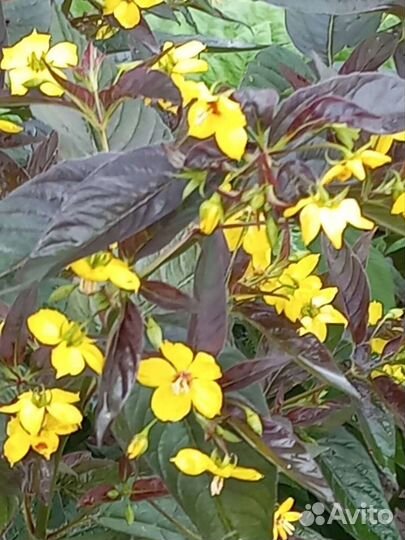 Вербейник пестролистный