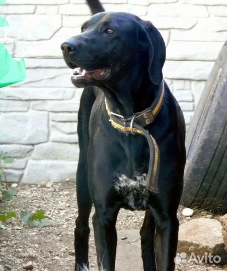 Большая и добрая собака в добрые руки