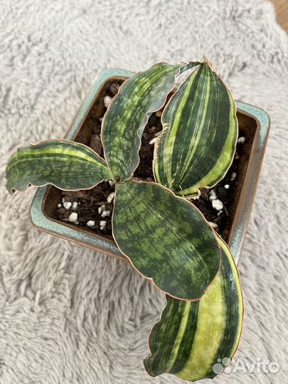 Сансевиерия макрофилла вар