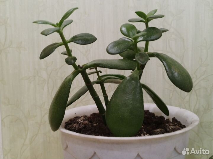 Толстянка (денежное дерево)