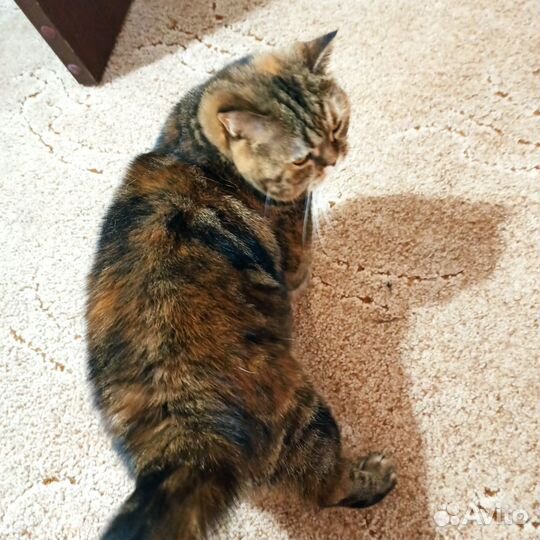 Британская кошка бесплатно