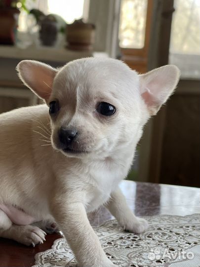 Чихуахуа щенки москва