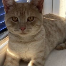  -      🐈    |     | 