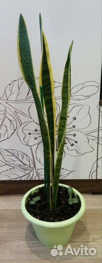 Аглаонема.Лилия.Гиппеаструм