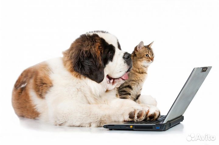 Телеветеринар всегда на связи