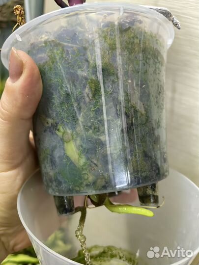 Орхидея фаленопсис pf 5029