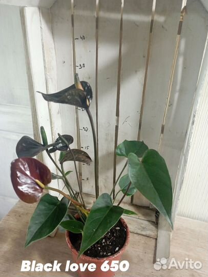 Комнатные цветы растение Антуриум Блэк лав