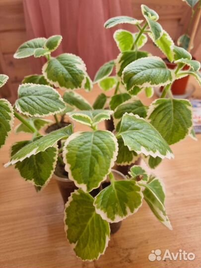 Плектрантус вариегатный