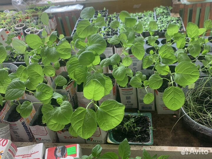 Рассада помидор