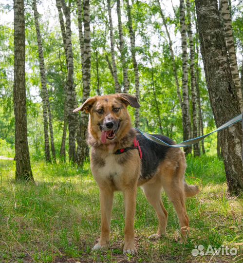 Собака из приюта в добрые руки