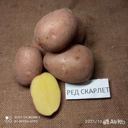 Картофель гала