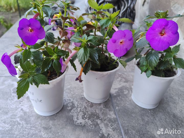 Ахименес crozy purple