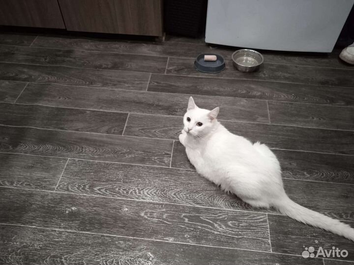 Обычная кошечка