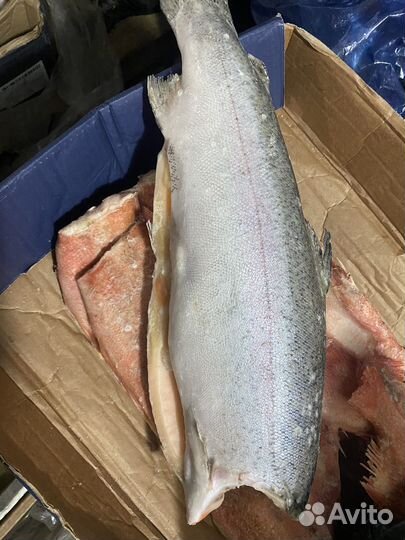Форель охлажденная