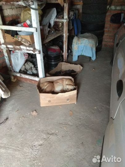 Собака в добрые руки отдам бесплатно