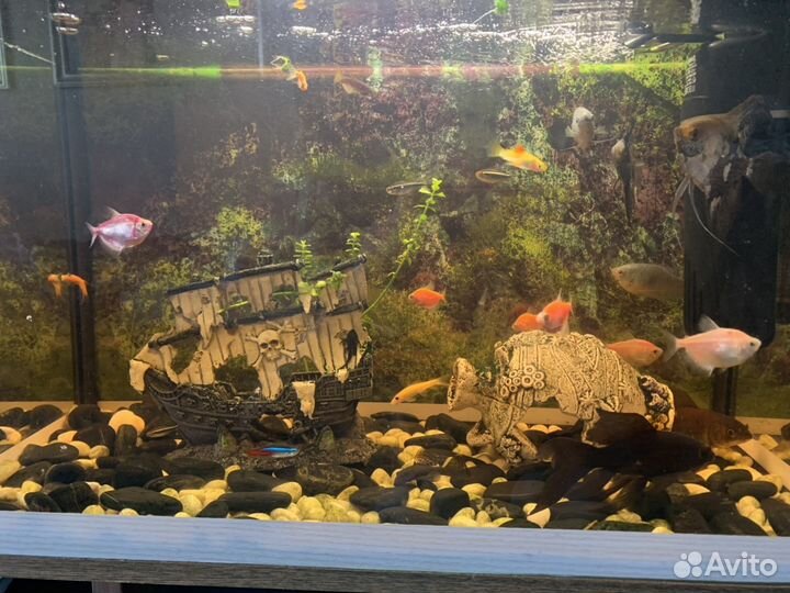 Аквариум 62л