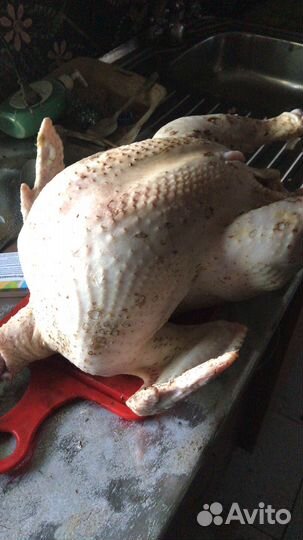 Индюшатина