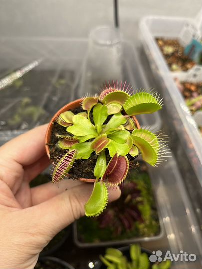 Венерина мухоловка дионея