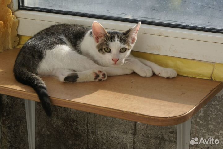 Котёнок крысолов