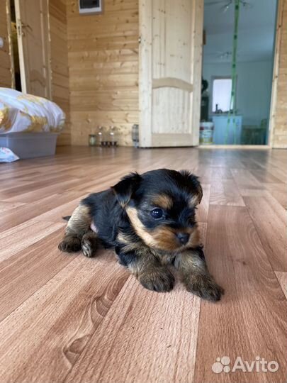 Йоркширский терьер щенки