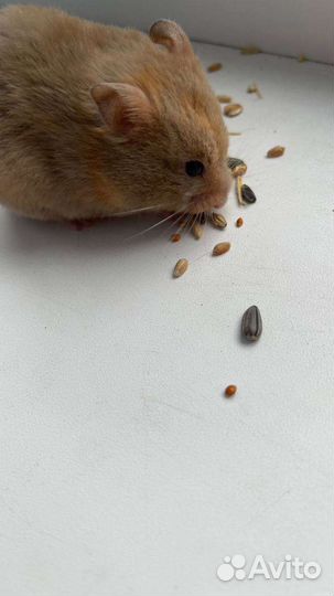 Хомячиха сирийская