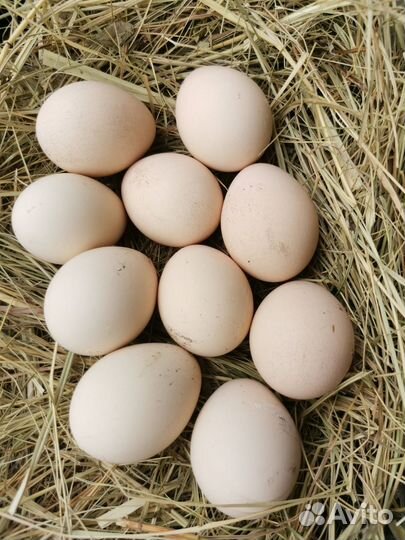 Яйцо павлина