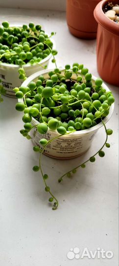 Крестовник Роули