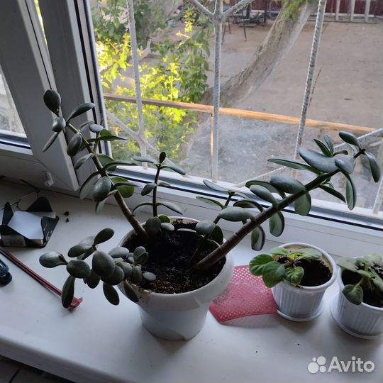 Денежное дерево