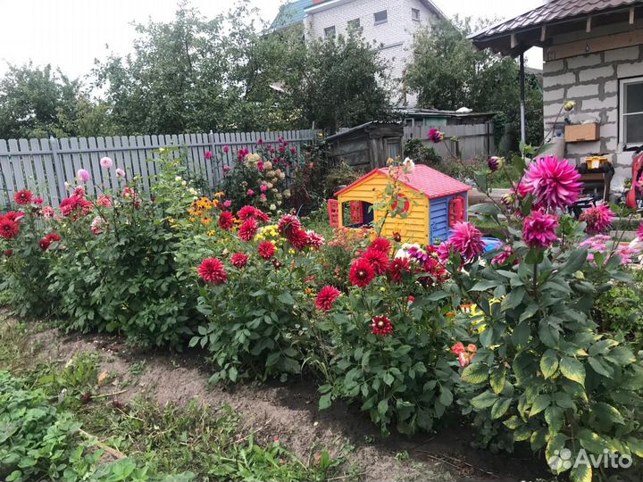 Георгины клубни