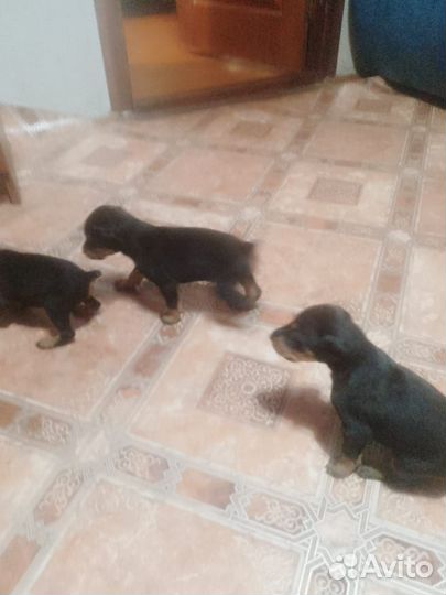 Щенки добермана