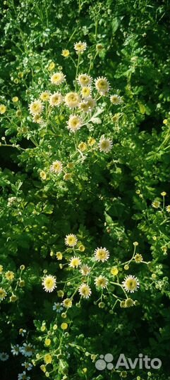 Ромашка матрикария