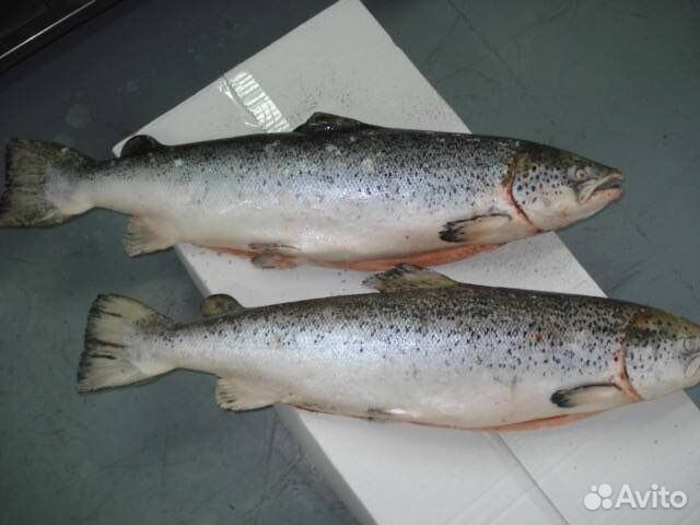 Лосось (семга)