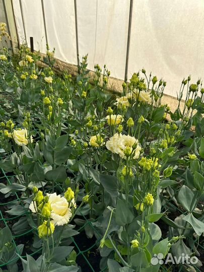 Цветы эустома