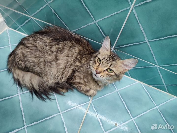 Преданная подружка