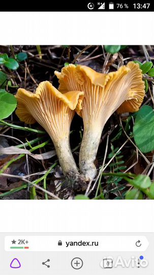 Грибы лисички