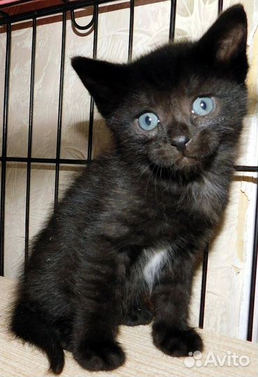 Малыши в поиске дома