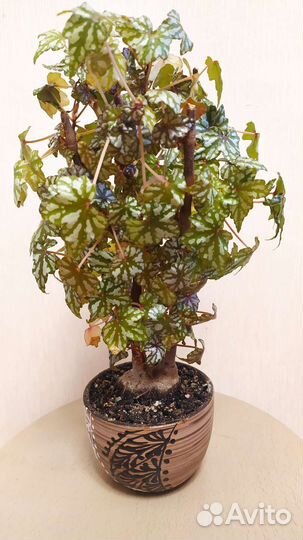 Каудексная бегония Дрега. Begonia dregei