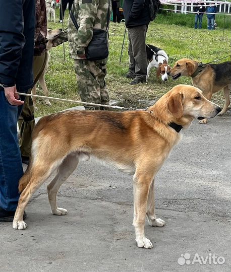 Щенки русской гончей