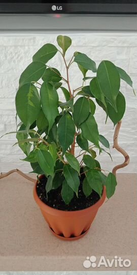 Крупные экземляры фикусов