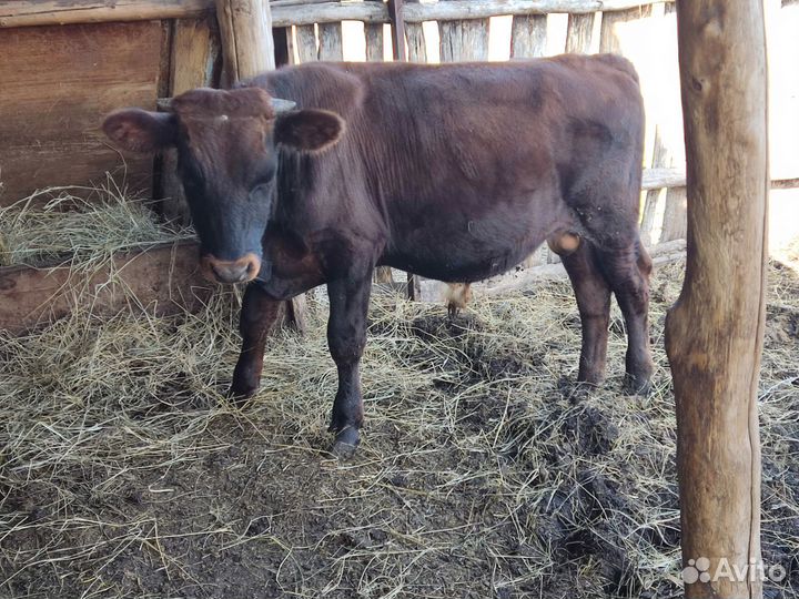 Телята бычки