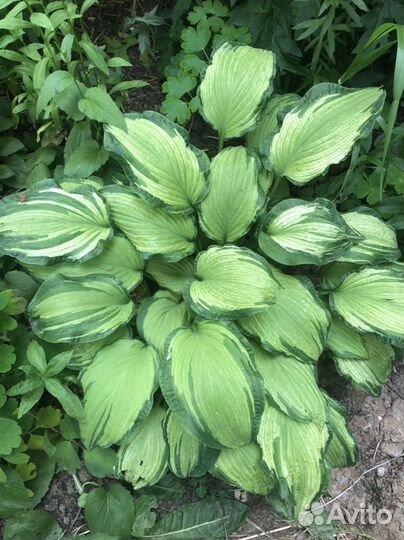 Многолетники для сада