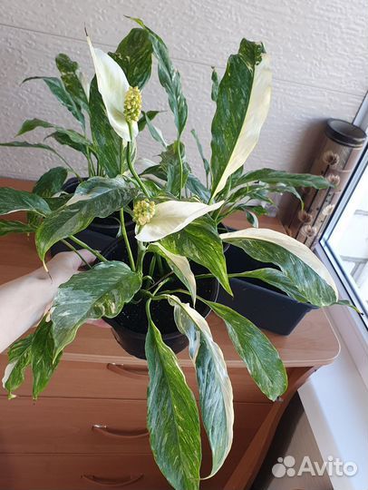 Спатифиллум вариегатный (комнатное растение)