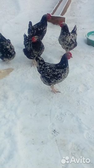 Курочки Пордистые Ливенской Ситцевой 6 месяцев