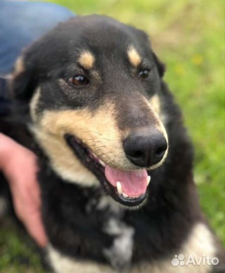 Собака в добрые руки отдам бесплатно