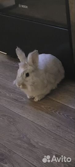 Карликовый кролик